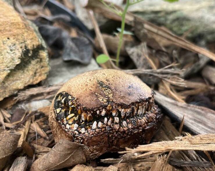 When Nature Decides to Be Absolutely Terrifying