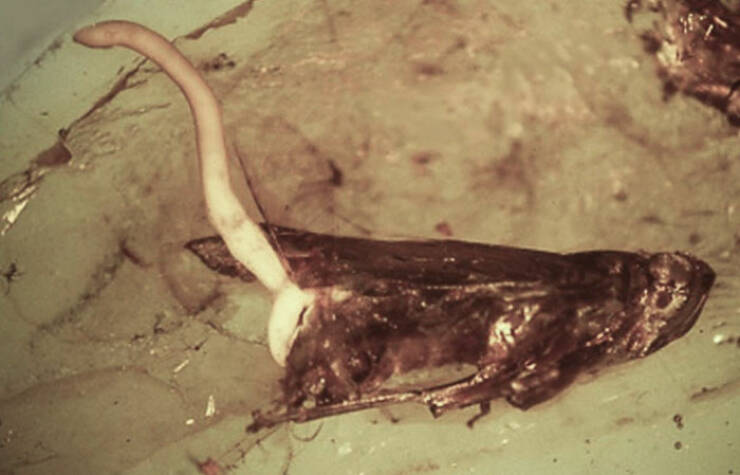 When Nature Decides to Be Absolutely Terrifying