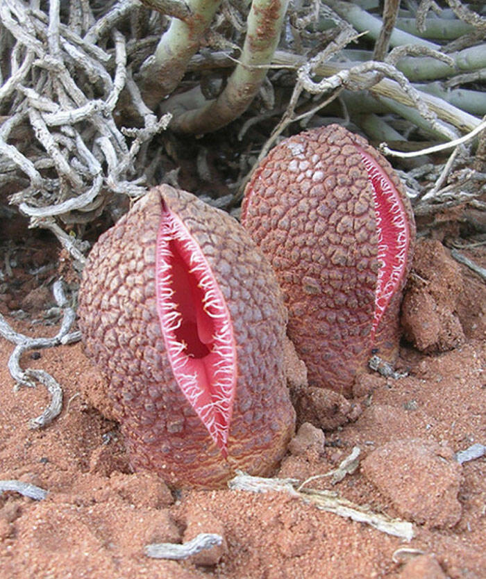 When Nature Decides to Be Absolutely Terrifying