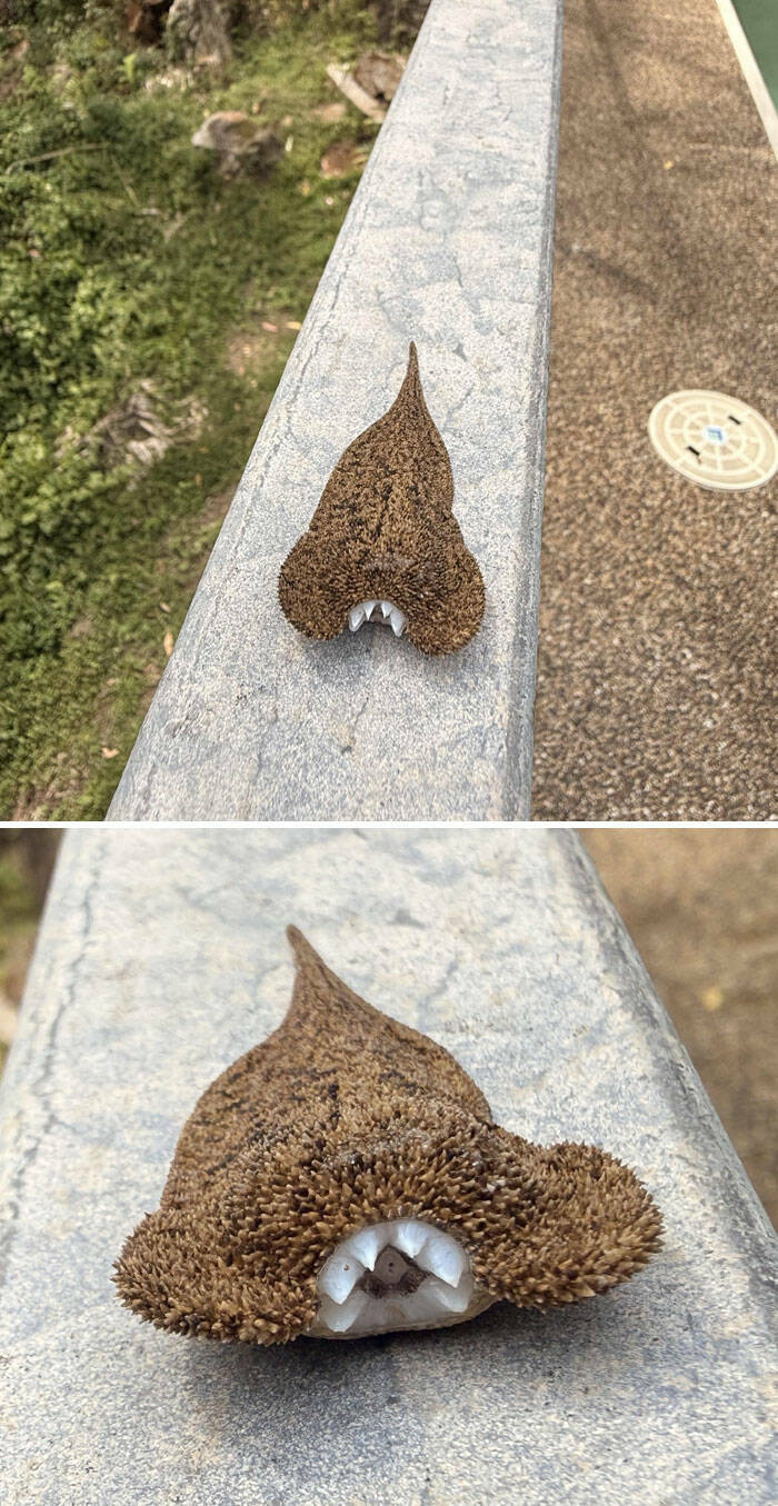When Nature Decides to Be Absolutely Terrifying