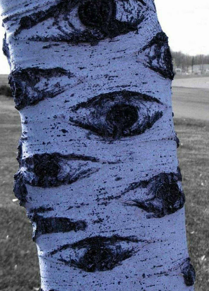 When Nature Decides to Be Absolutely Terrifying