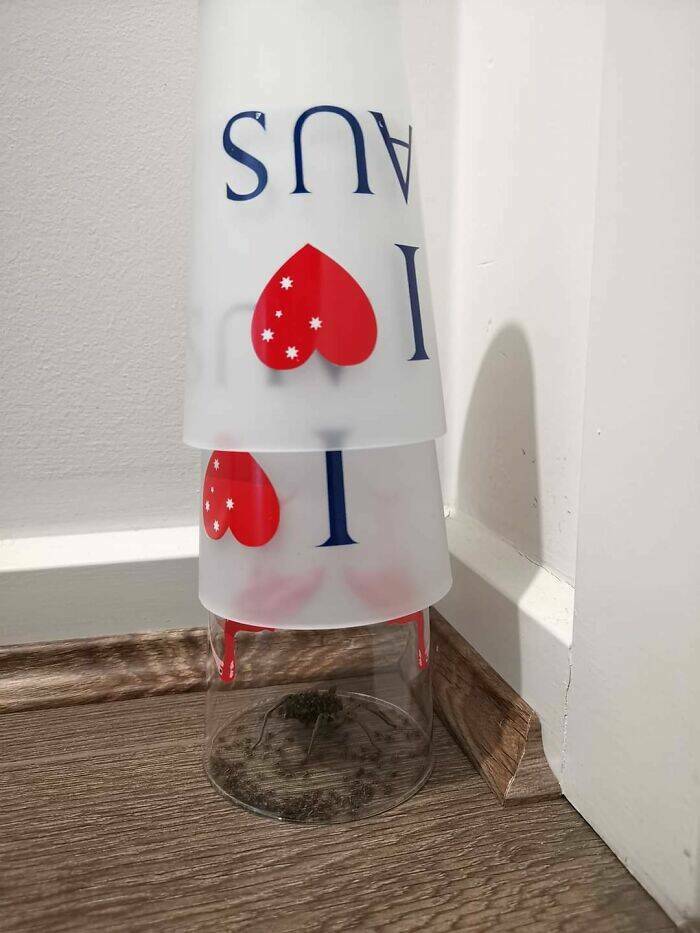 When Nature Decides to Be Absolutely Terrifying