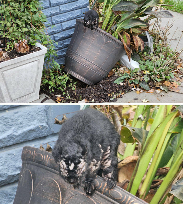 When Nature Decides to Be Absolutely Terrifying