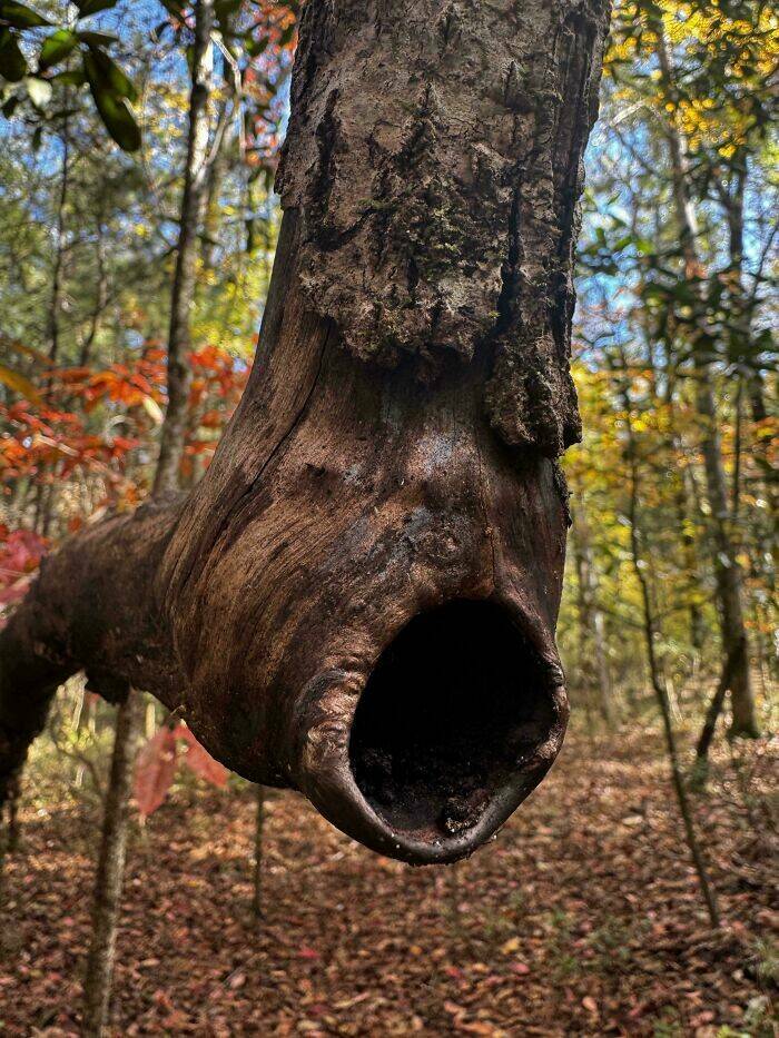 When Nature Decides to Be Absolutely Terrifying