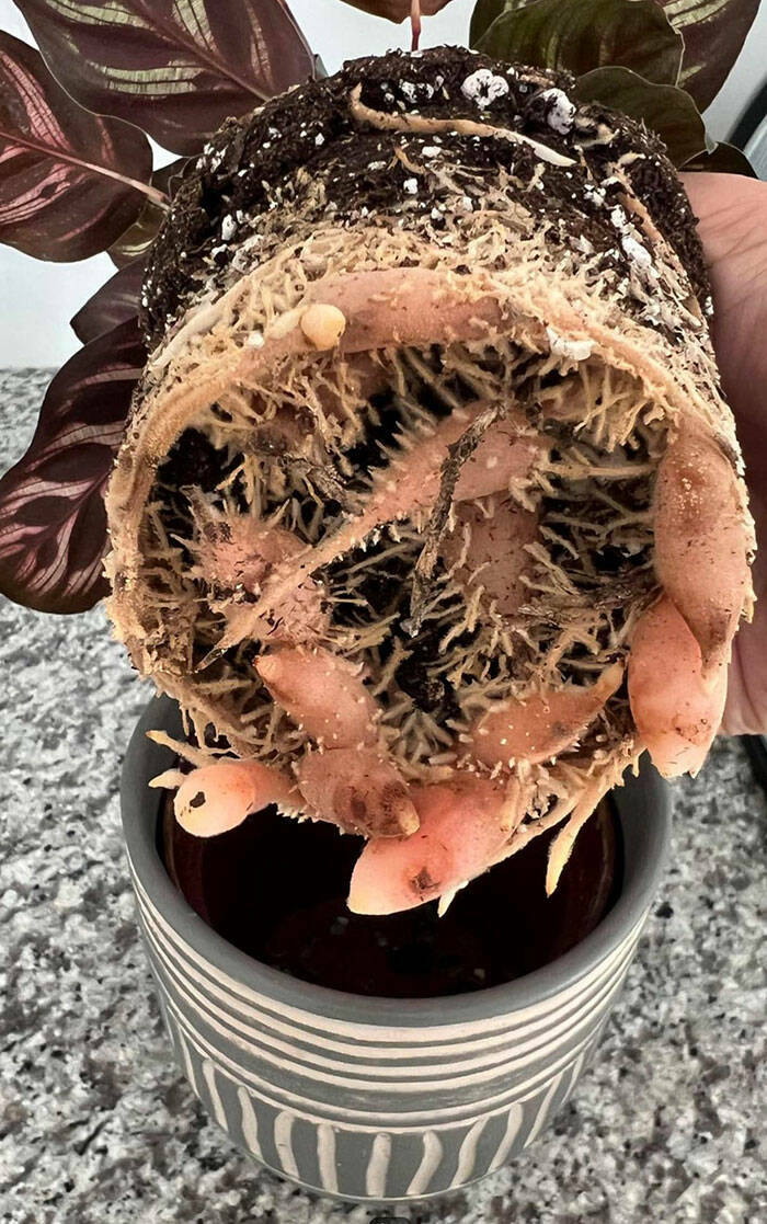 When Nature Decides to Be Absolutely Terrifying