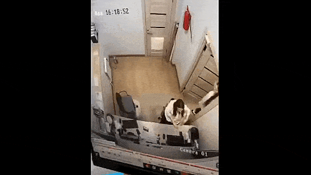 Daily Gifdump Daily Gifdump