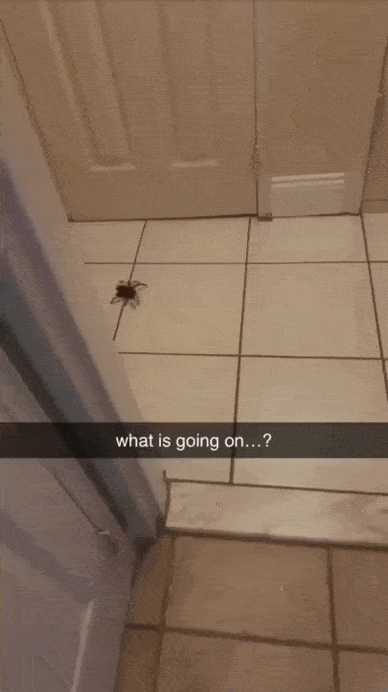 Daily Gifdump Daily Gifdump