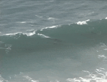 Daily Gifdump Daily Gifdump