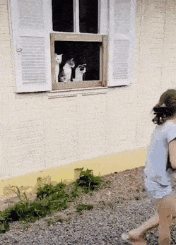 Daily Gifdump Daily Gifdump