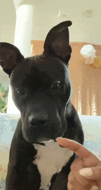 Daily Gifdump Daily Gifdump