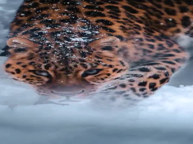 Amur Leopard - Around 100 Left in Existence