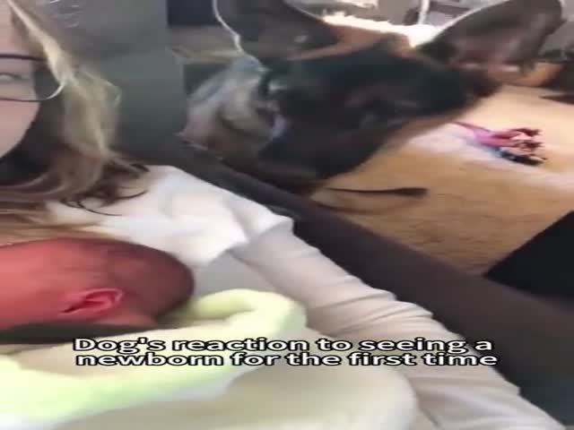 Dogs Reaction to Newborns