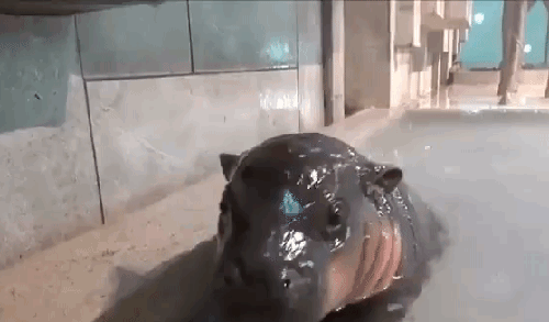 Daily Gifdump Daily Gifdump