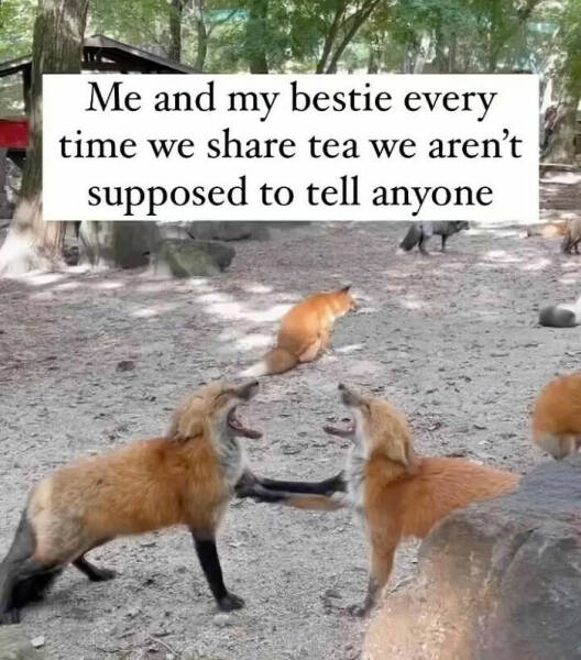 Bestie-Level Relatable Memes You Need to Share