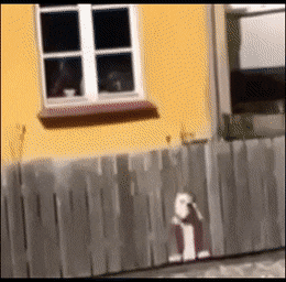 Daily Gifdump