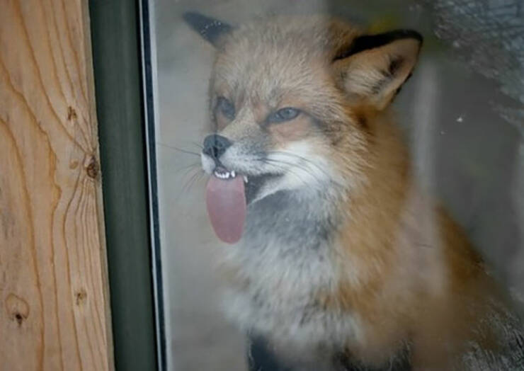 Perfectly Imperfect Pet Pictures Perfectly Imperfect Pet Pictures