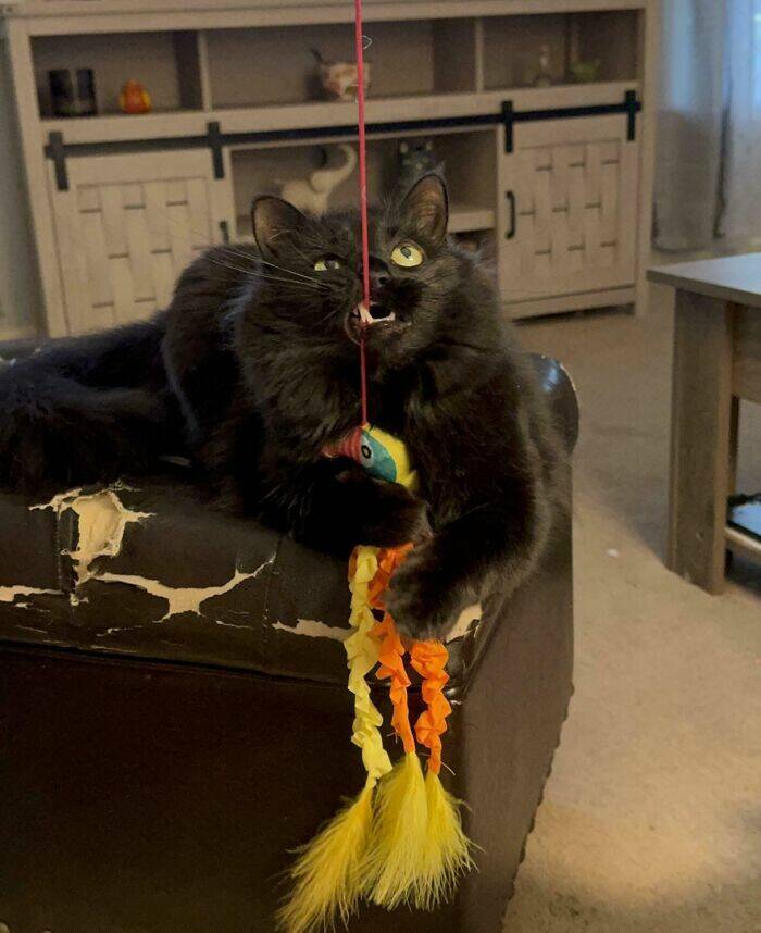 Perfectly Imperfect Pet Pictures Perfectly Imperfect Pet Pictures