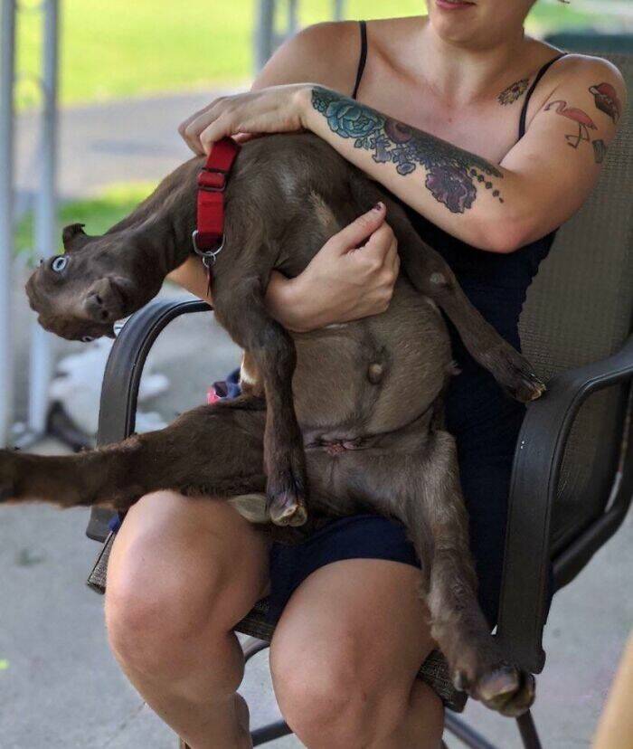 Perfectly Imperfect Pet Pictures Perfectly Imperfect Pet Pictures