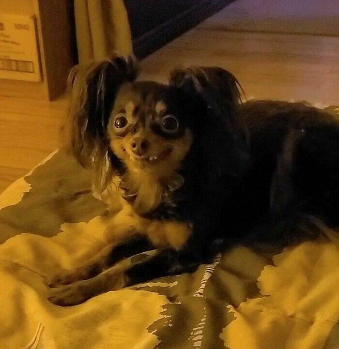 Perfectly Imperfect Pet Pictures Perfectly Imperfect Pet Pictures