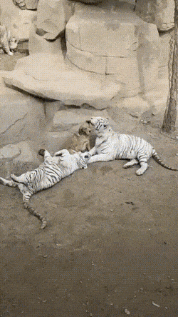 Daily Gifdump Daily Gifdump