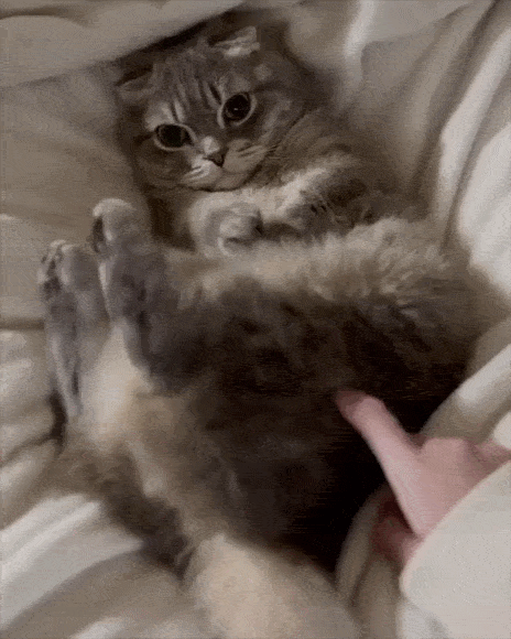 Daily Gifdump Daily Gifdump