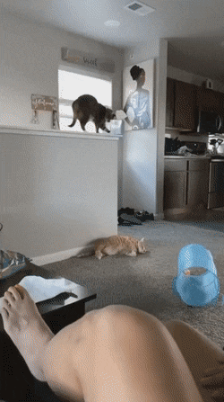 Daily Gifdump Daily Gifdump