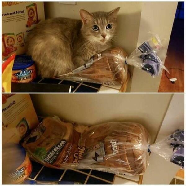 Cats Straight Out of a Sitcom Episode