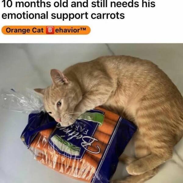 Cats Straight Out of a Sitcom Episode