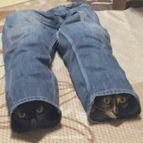 Cats Straight Out of a Sitcom Episode