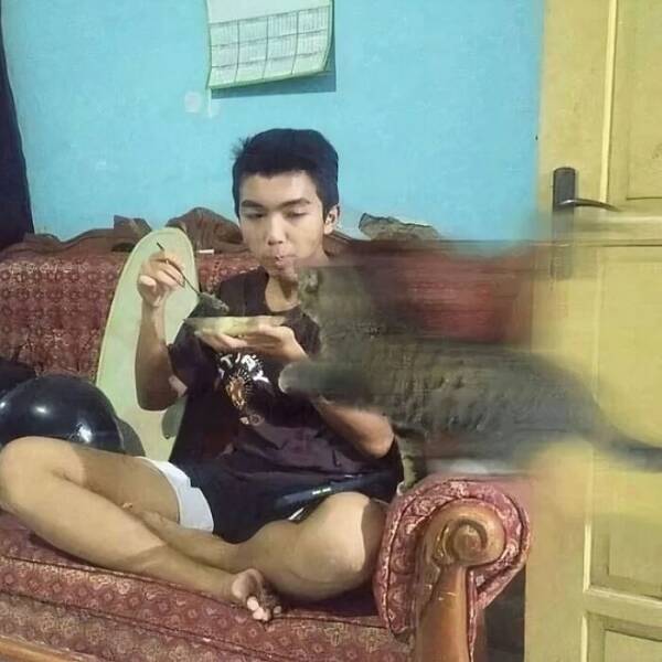 Cats Straight Out of a Sitcom Episode