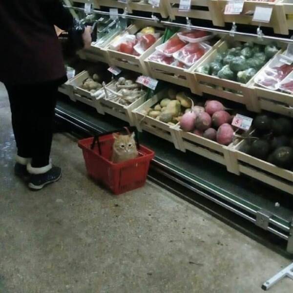 Cats Straight Out of a Sitcom Episode