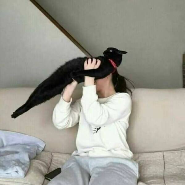 Cats Straight Out of a Sitcom Episode