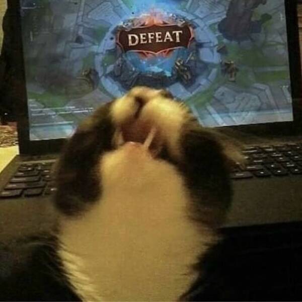 Cats Straight Out of a Sitcom Episode Cats Straight Out of a Sitcom Episode