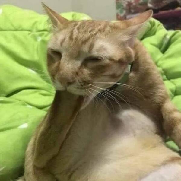 Cats Straight Out of a Sitcom Episode Cats Straight Out of a Sitcom Episode