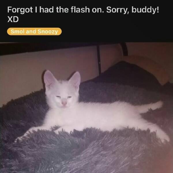 Cats Straight Out of a Sitcom Episode Cats Straight Out of a Sitcom Episode