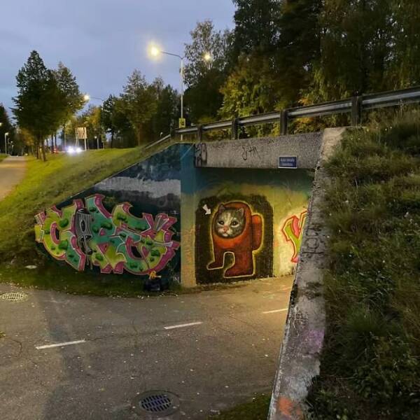 Cats Straight Out of a Sitcom Episode Cats Straight Out of a Sitcom Episode