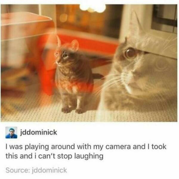 Cats Straight Out of a Sitcom Episode Cats Straight Out of a Sitcom Episode