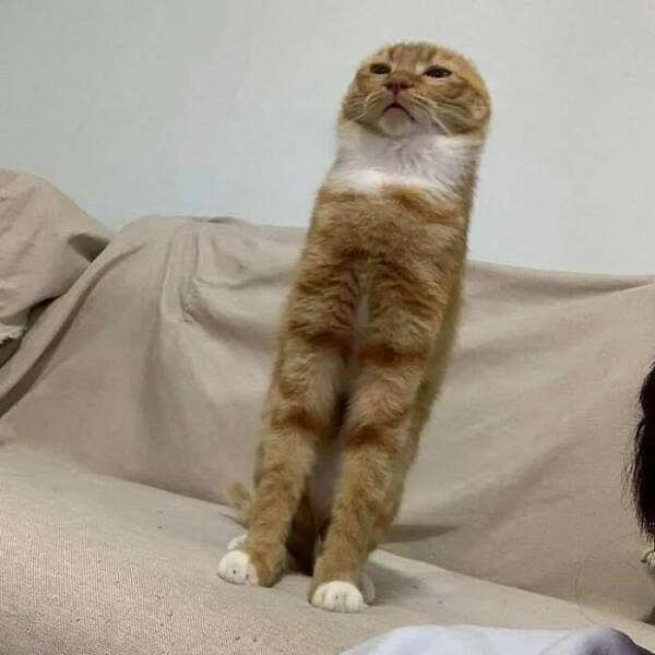 Cats Straight Out of a Sitcom Episode Cats Straight Out of a Sitcom Episode