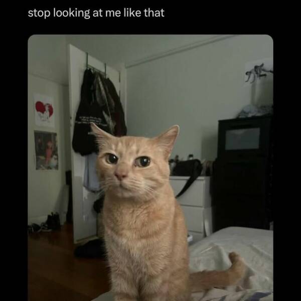 Cats Straight Out of a Sitcom Episode Cats Straight Out of a Sitcom Episode