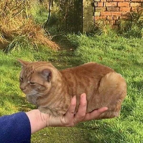 Cats Straight Out of a Sitcom Episode Cats Straight Out of a Sitcom Episode