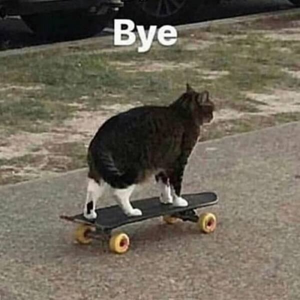 Cats Straight Out of a Sitcom Episode Cats Straight Out of a Sitcom Episode