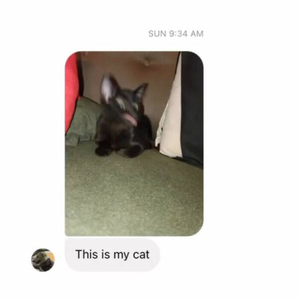 Cats Straight Out of a Sitcom Episode Cats Straight Out of a Sitcom Episode