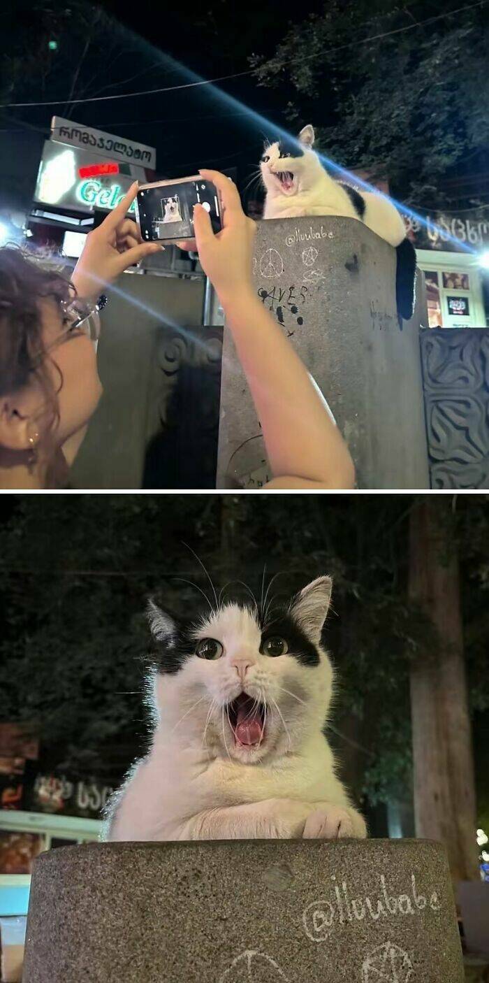 Cats Straight Out of a Sitcom Episode