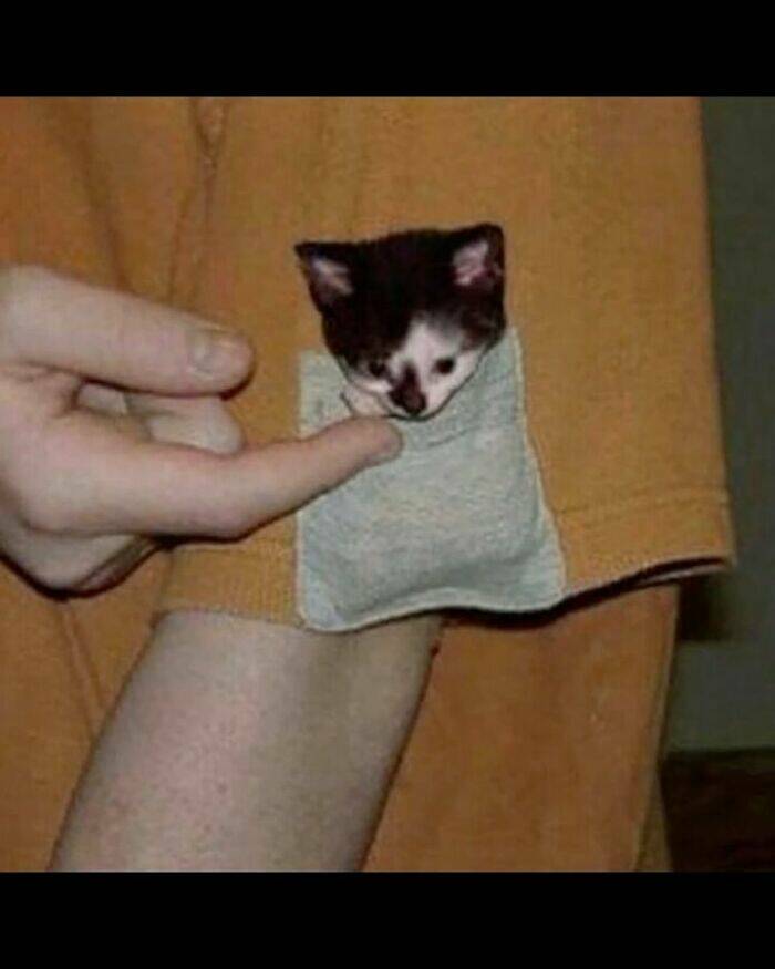 Cats Straight Out of a Sitcom Episode