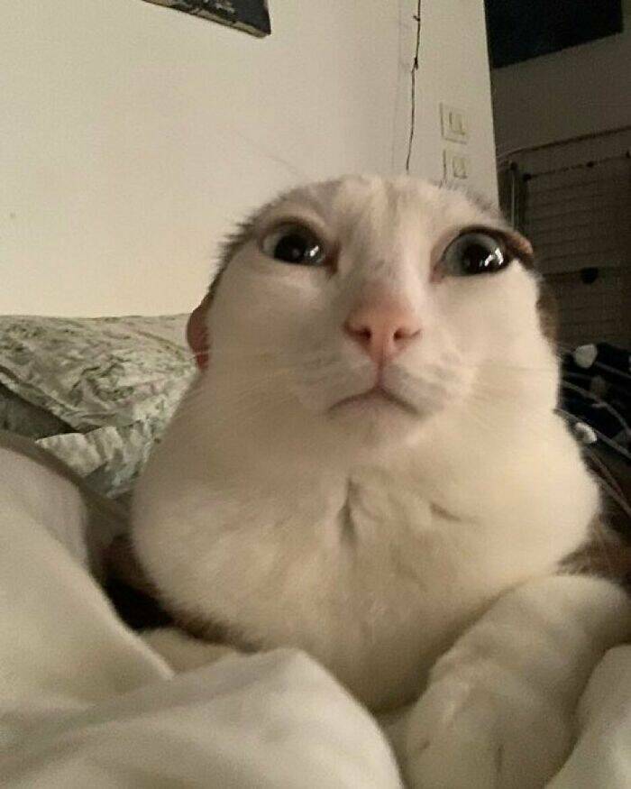 Cats Straight Out of a Sitcom Episode Cats Straight Out of a Sitcom Episode