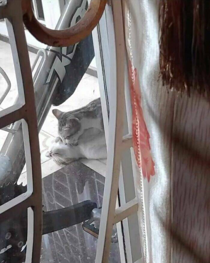 Cats Straight Out of a Sitcom Episode Cats Straight Out of a Sitcom Episode