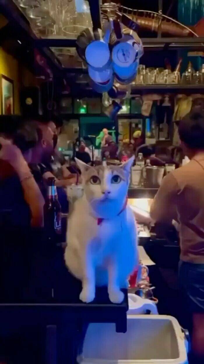 Cats Straight Out of a Sitcom Episode Cats Straight Out of a Sitcom Episode