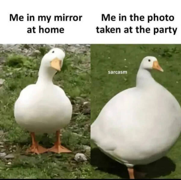 Totally Random, Totally Funny