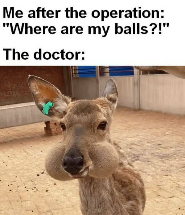 Totally Random, Totally Funny