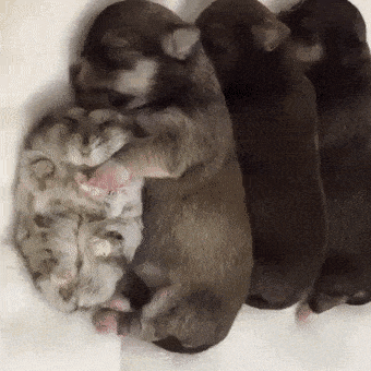 Daily Gifdump Daily Gifdump